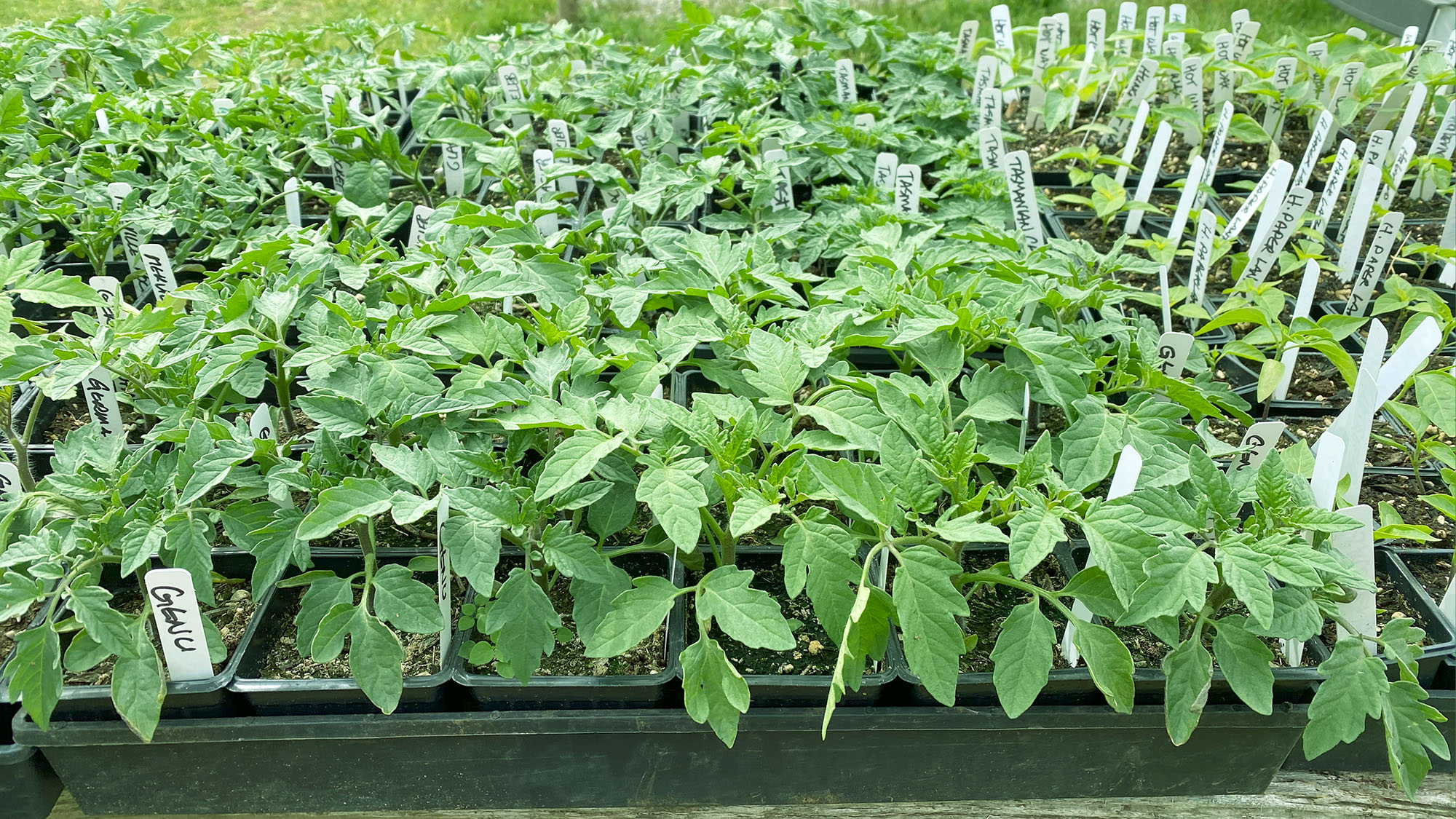 APRIL LIES TO YOU:  Its not time to plant tomatoes