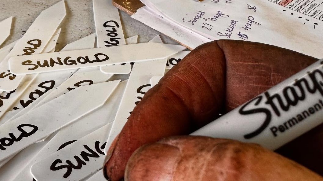 From My Hands to Yours:  The Energy Behind Every Seedling